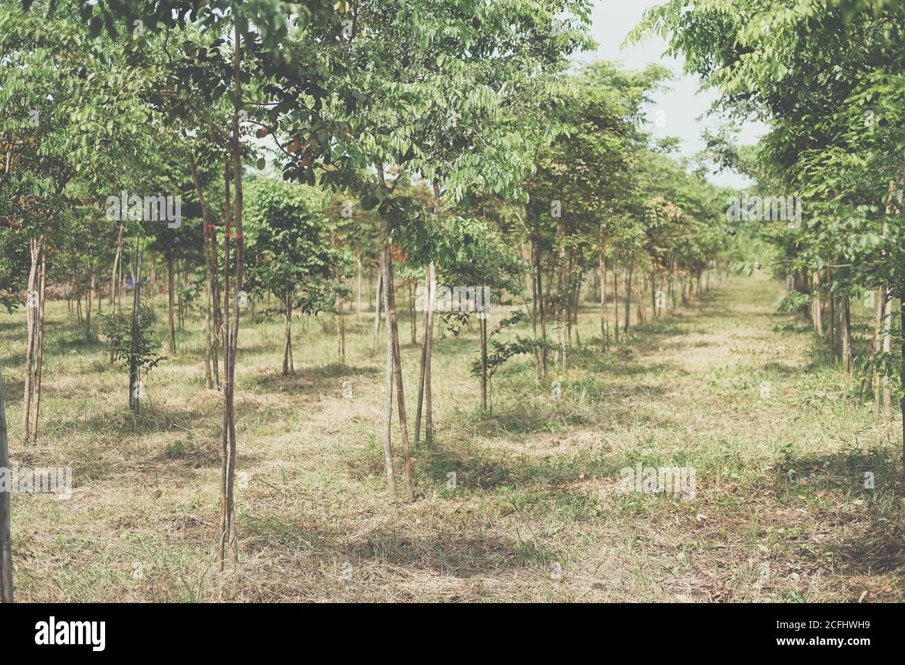 growing siamese rosewood tracwood tree in farmland. Dalbergia cochinchinensis forestry Stock Photo