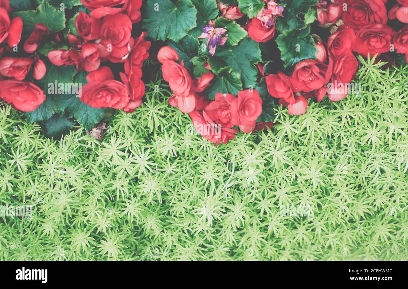green natural leaves plant & red begonia flower. nature texture background abstract Stock Photo