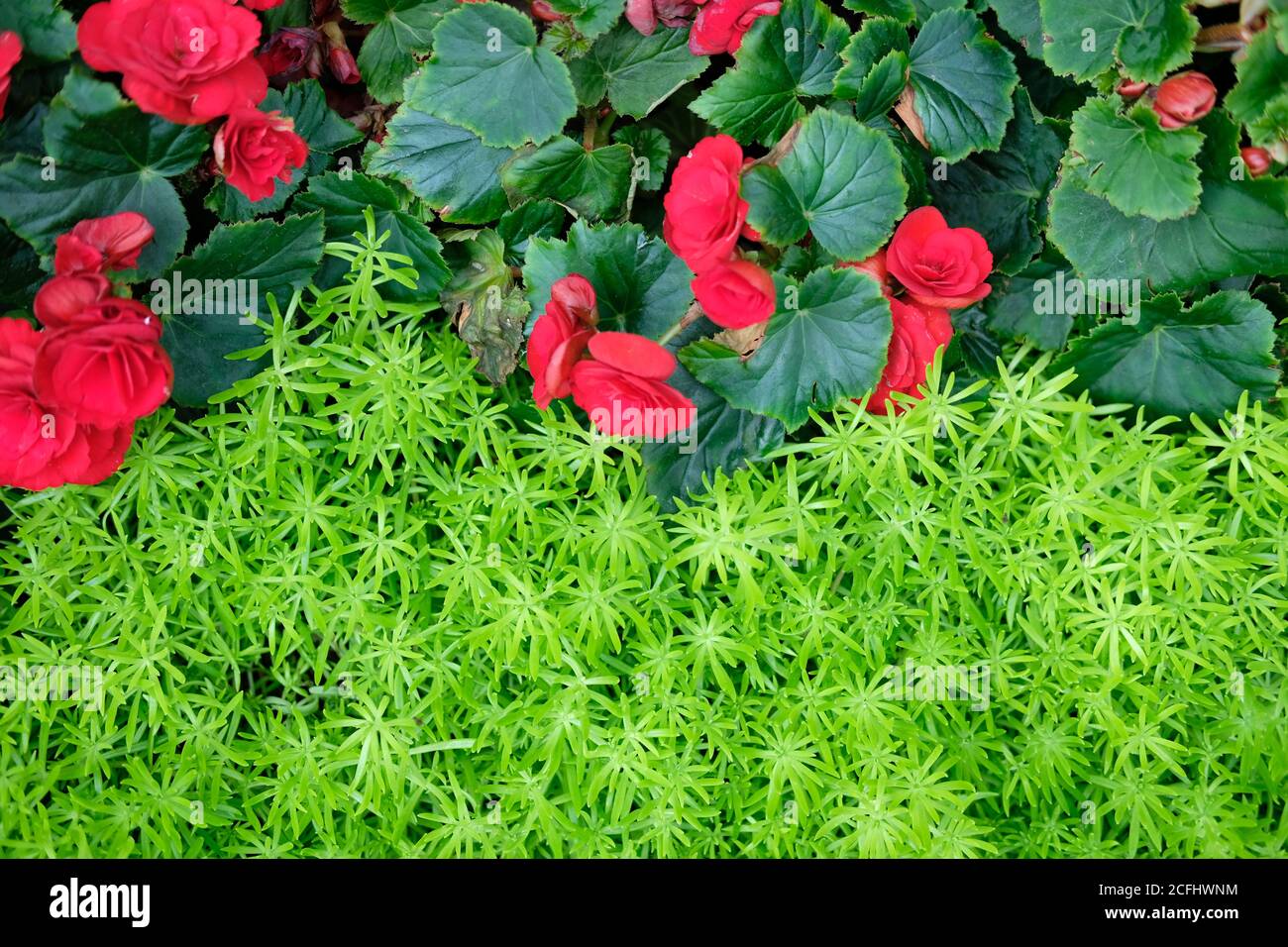 green natural leaves plant & red begonia flower. nature texture background abstract Stock Photo