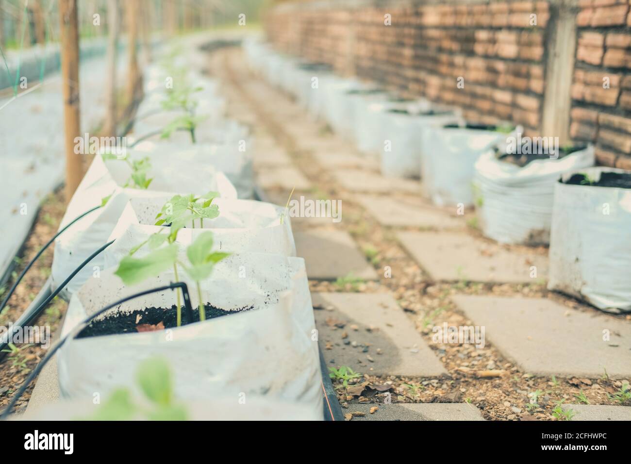 growing vegetable plant with drip water irrigation system Stock Photo