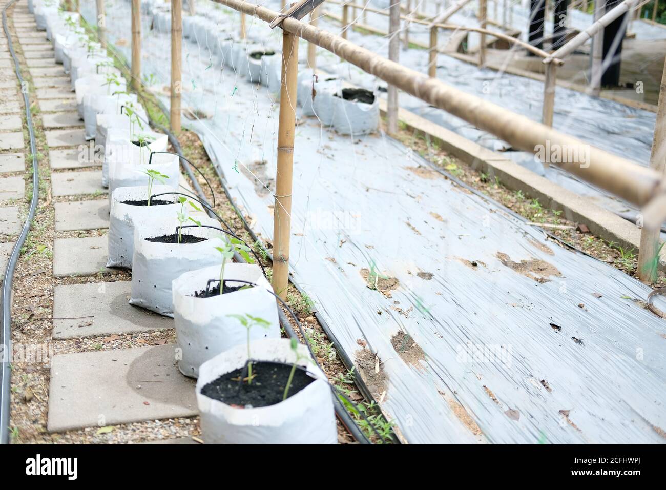 growing vegetable plant with drip water irrigation system Stock Photo