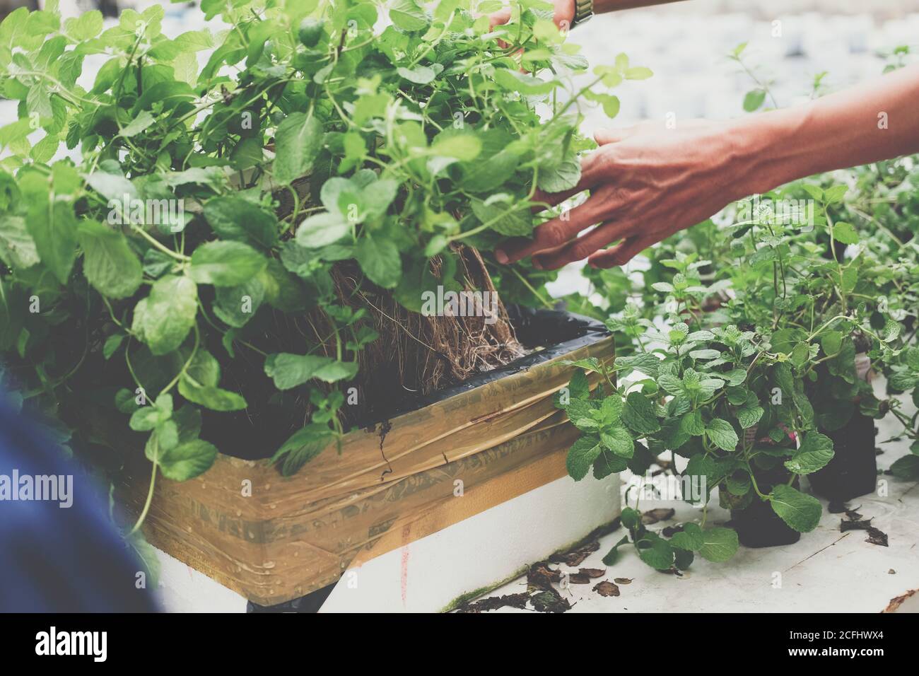 hydroponic vegetable root growing in styrofoam box in farm Stock Photo