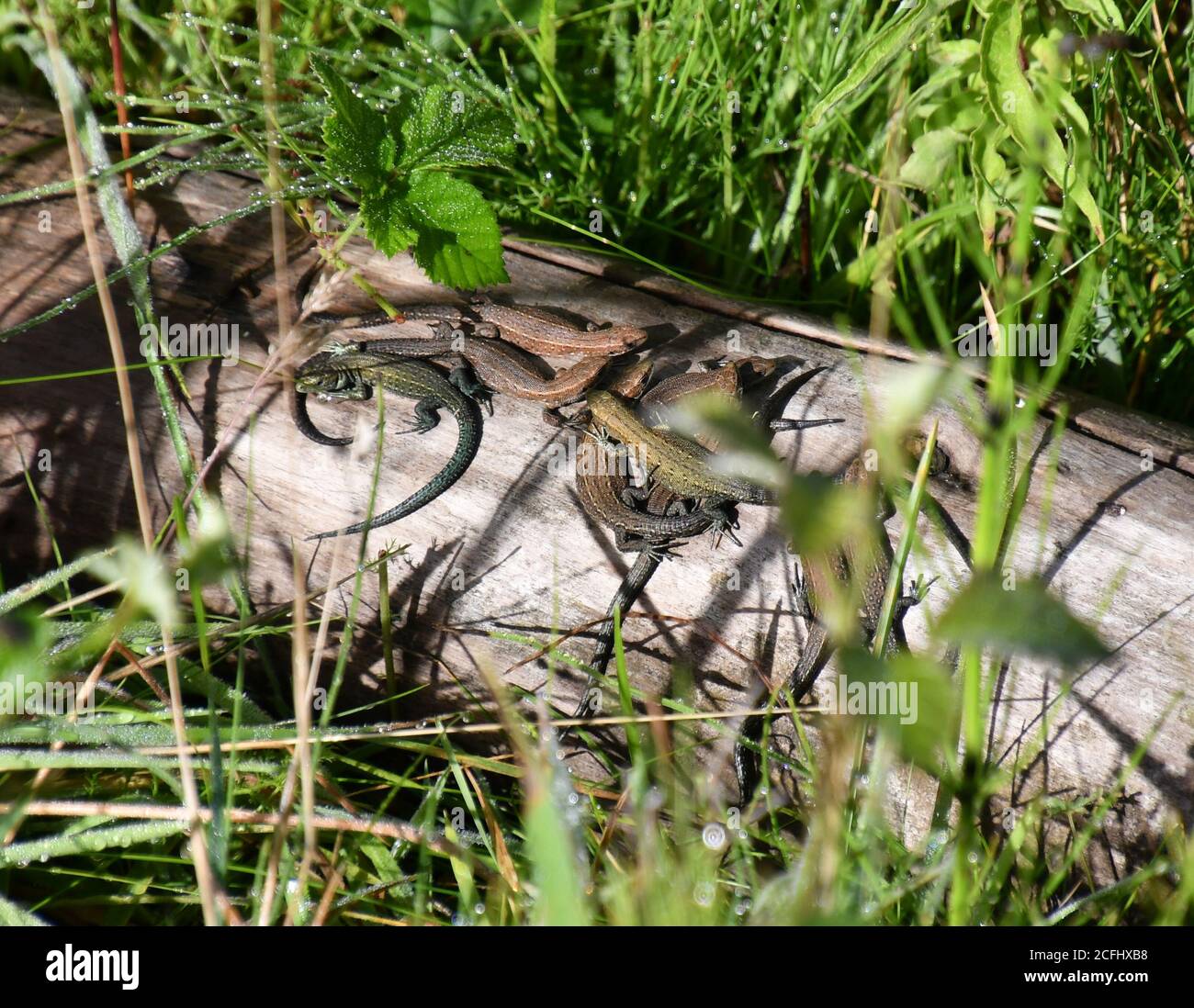 British lizards hi-res stock photography and images - Alamy