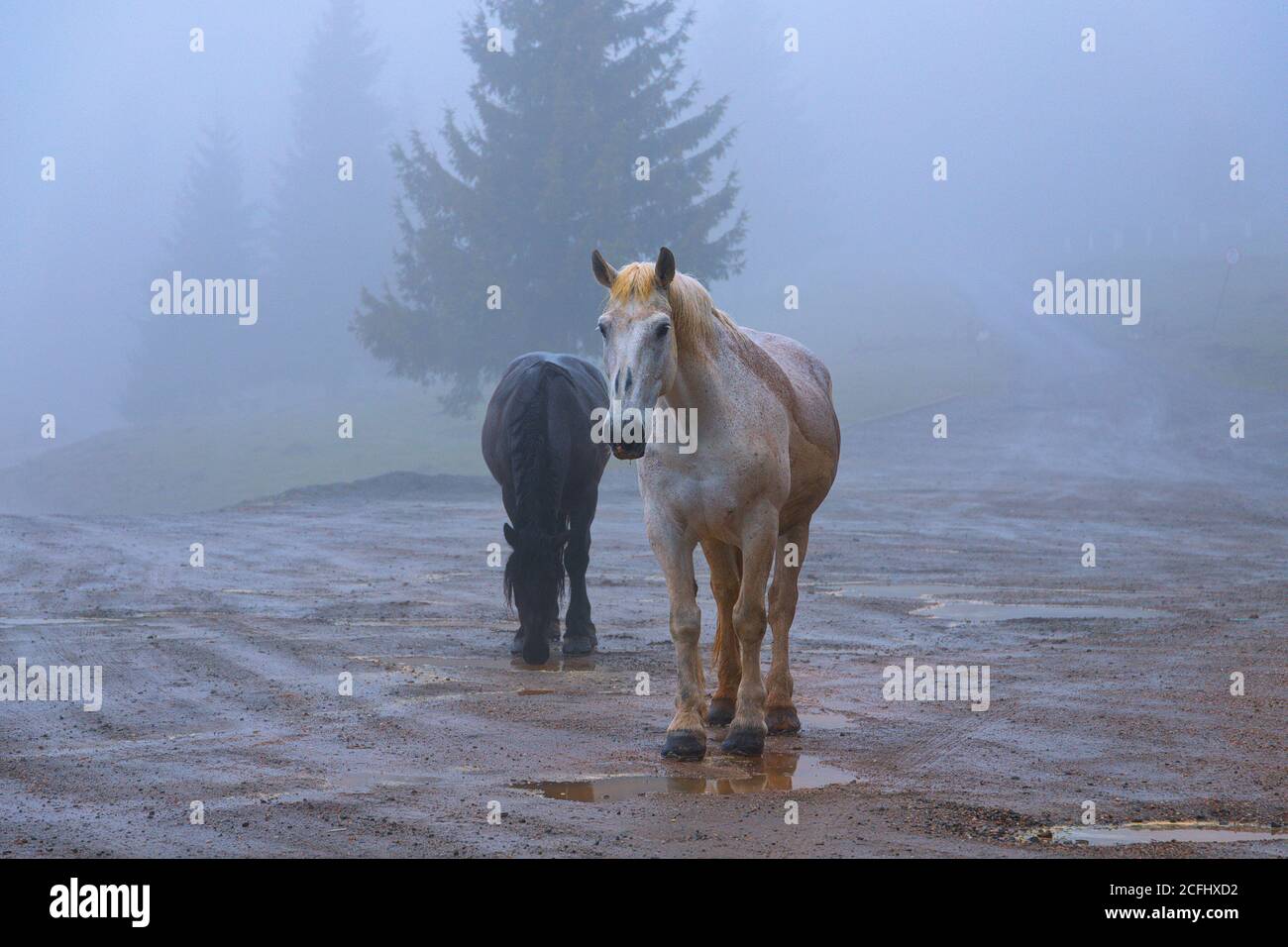 feral horses in Apuseni mountains; the animals come to villages sometimes, but they thrive living in the wild Stock Photo