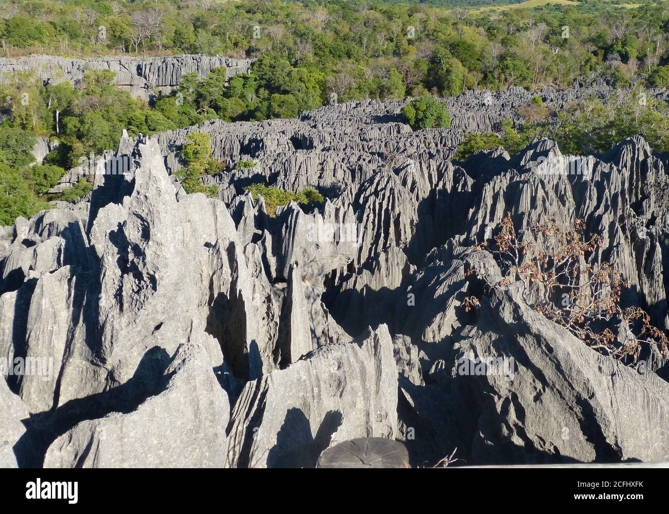 Great Tsingy de Bemaraha, Madagascar. Nature strict reserve.  National park Stone forest comprises karstic landscapes and limestone uplands. Stock Photo