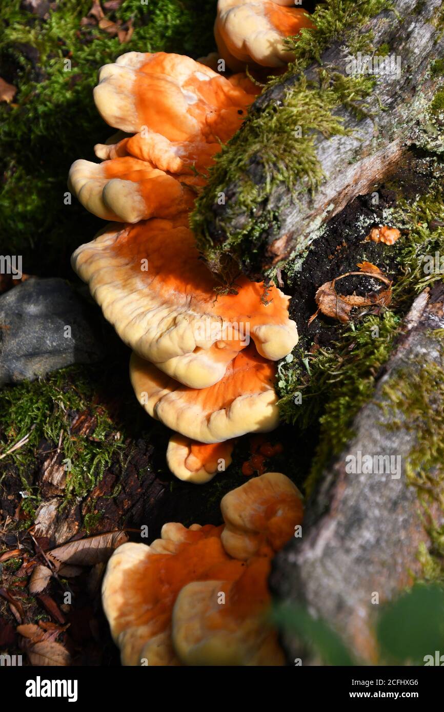 Orange bracket fungi on dead wood at Lackford Lakes, Nature Reserve, Suffolk, UK Stock Photo