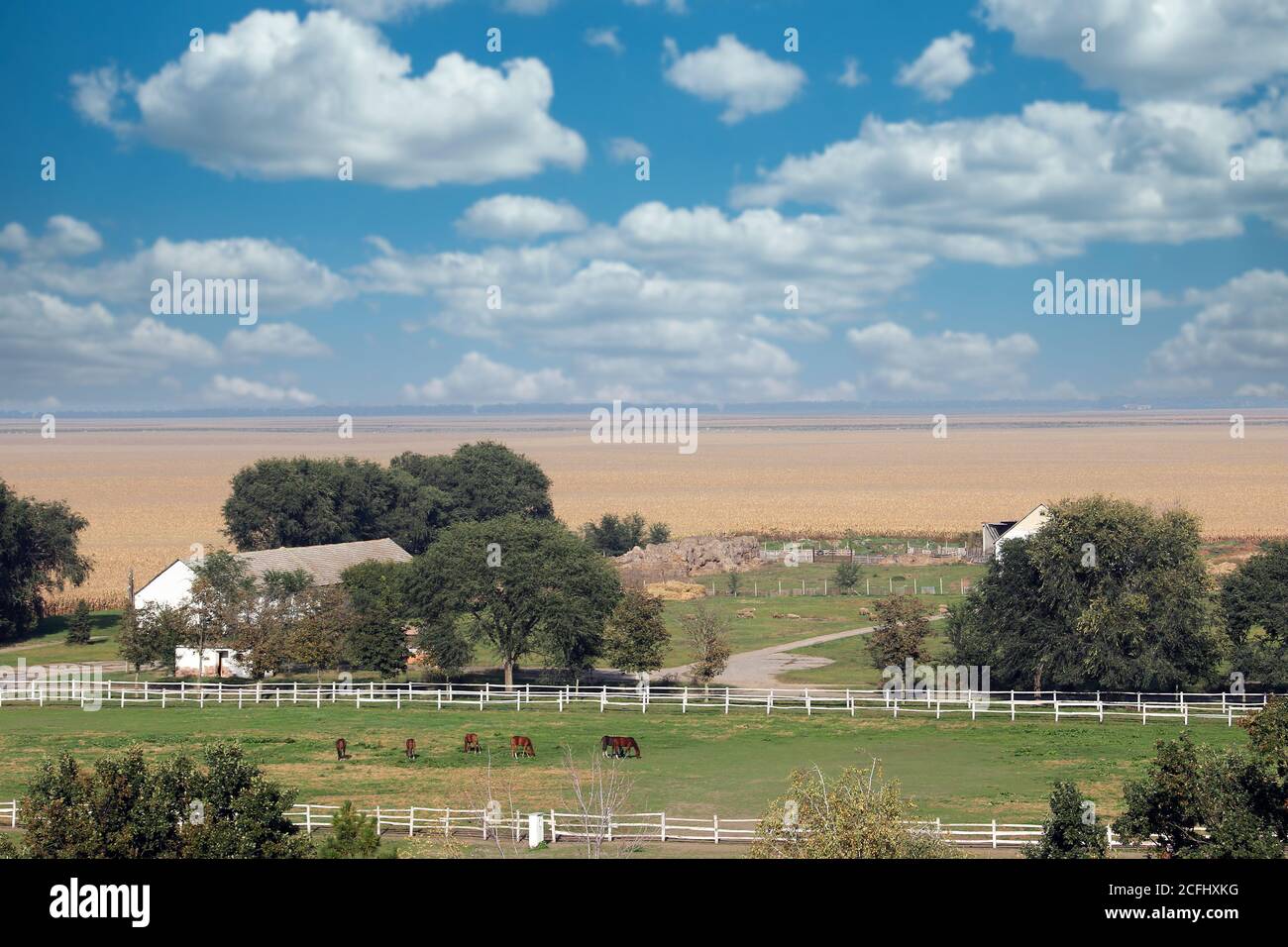 farm with horses in coral landscape Stock Photo