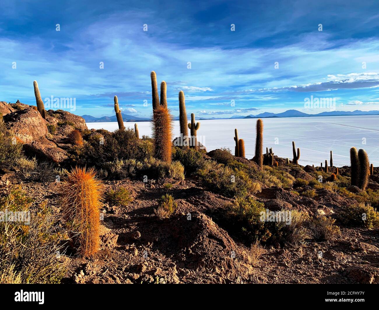 Island of cacti in Bolivia desert. Isla Incahuasi. Unusual place with plenty cactuses. Giant cactus. Scenic wilderness desert. Salar de Uyuni. Stock Photo