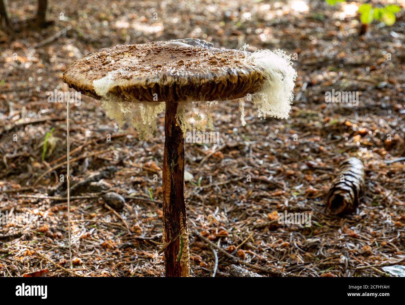 Giant umbrella mushroom with mold spores in the forest Stock Photo