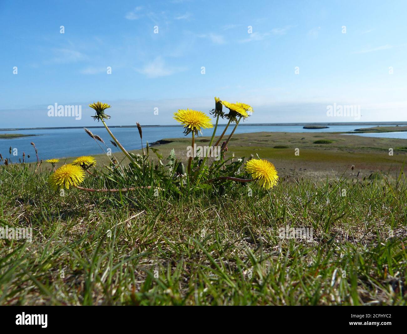 Natural beauty of Icelandic nature. Summer landscape in Iceland. Yellow flowers dandelions and green grass on the background of the blue sea. Stock Photo