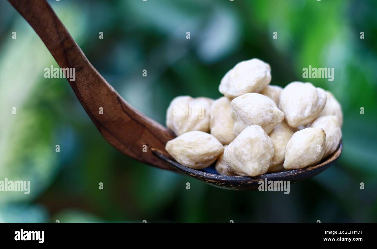 Candlenut on coconut shell ladle on green background. Stock Photo