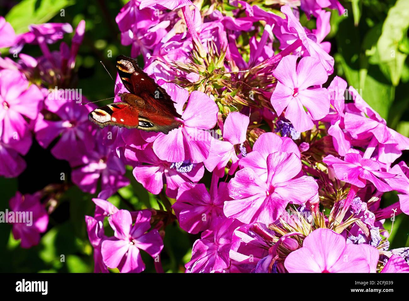 Vivid spotted orange butterfly on the bright purple phlox flower. Animals and floral backgrounds Stock Photo