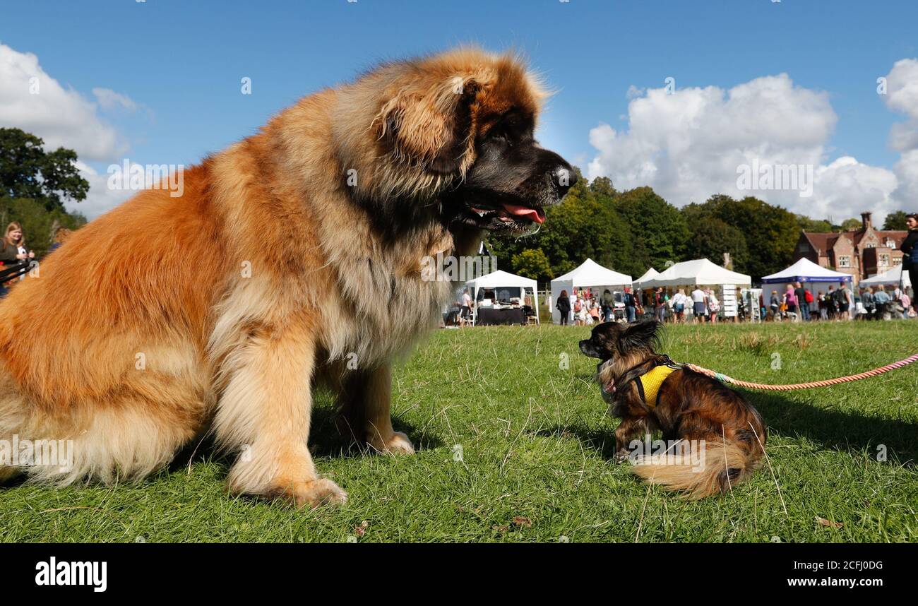 Leonburger hi res stock photography and images Alamy