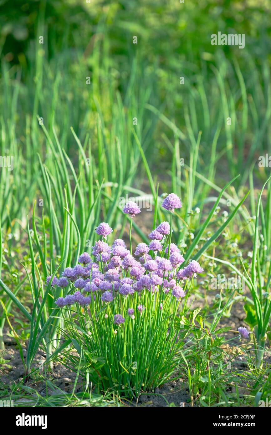 Purple blossoming chives on a sunny vegetable garden bed Stock Photo