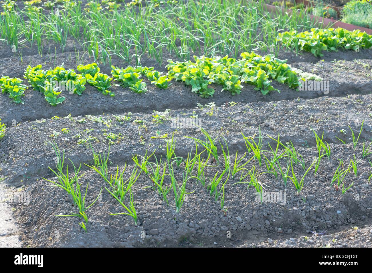 Fresh young scallions and spinach on a sunny vegetable garden patch with other vegetables in the background. With copy-space Stock Photo
