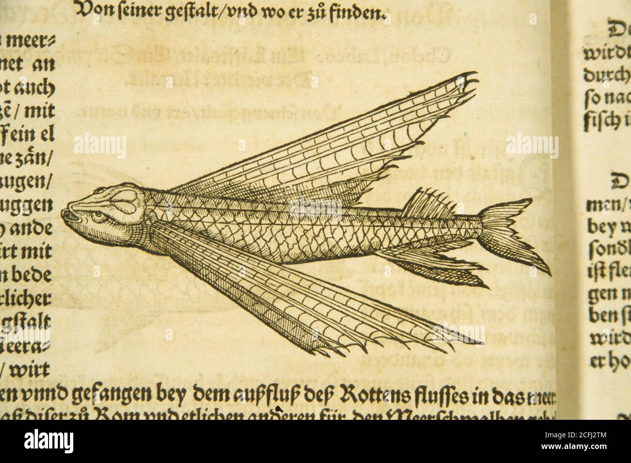 Mugil alatus =  Ein fliegender Meeralet . Stock Photo
