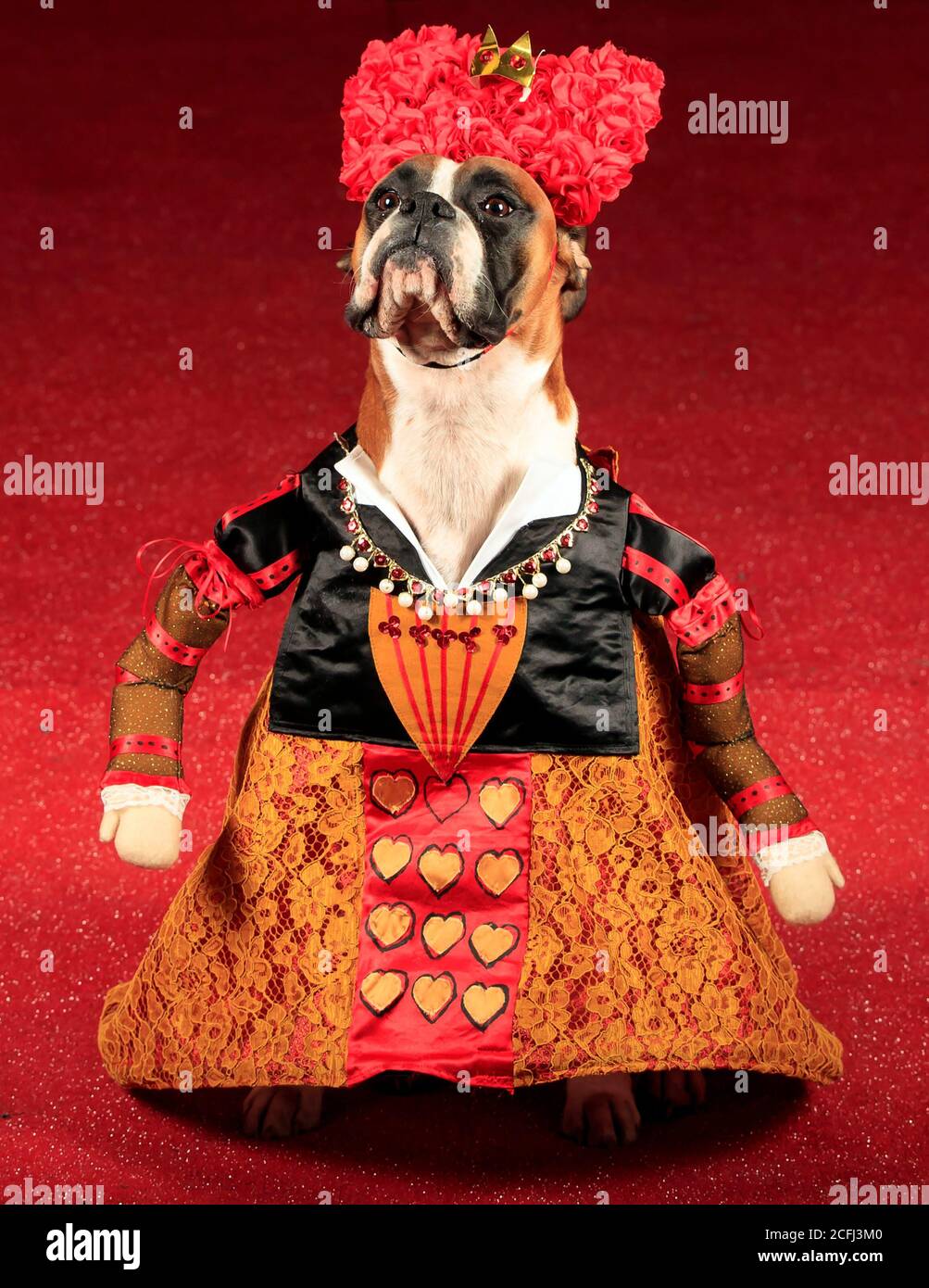 Ruby the Boxer dog dressed as the Queen of Hearts, during an Alice in Wonderland and Charlie and the Chocolate Factory themed Furbabies Dog Pageant at Jodhpurs Riding School in Tockwith, North Yorkshire. Stock Photo