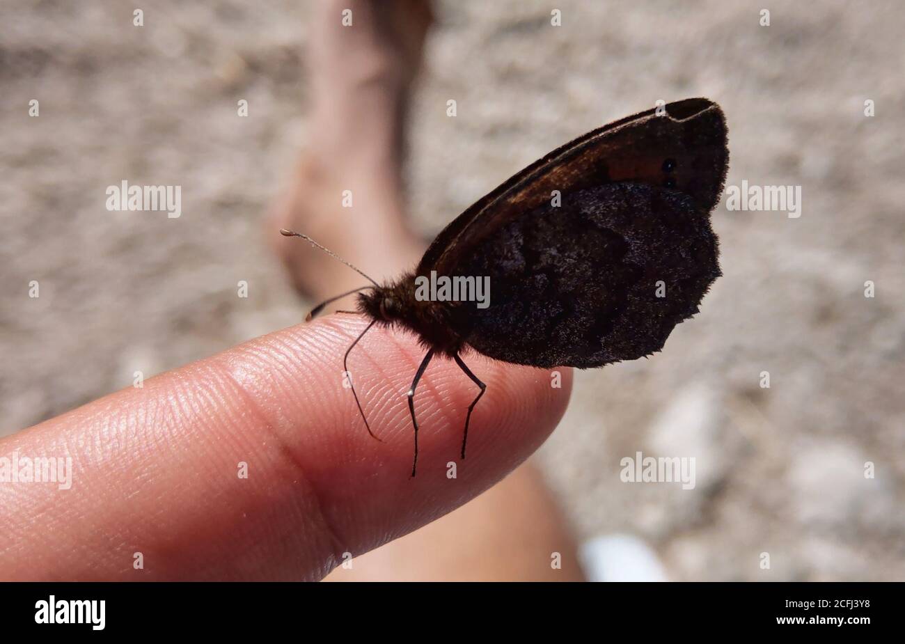 Grainau, Bavaria, Germany. 6th Sep, 2020. A butterfly relaxes on the finger of a person enjoying the last days of summer at Lake Eib in southern Bavaria, Germany. Credit: Sachelle Babbar/ZUMA Wire/Alamy Live News Stock Photo