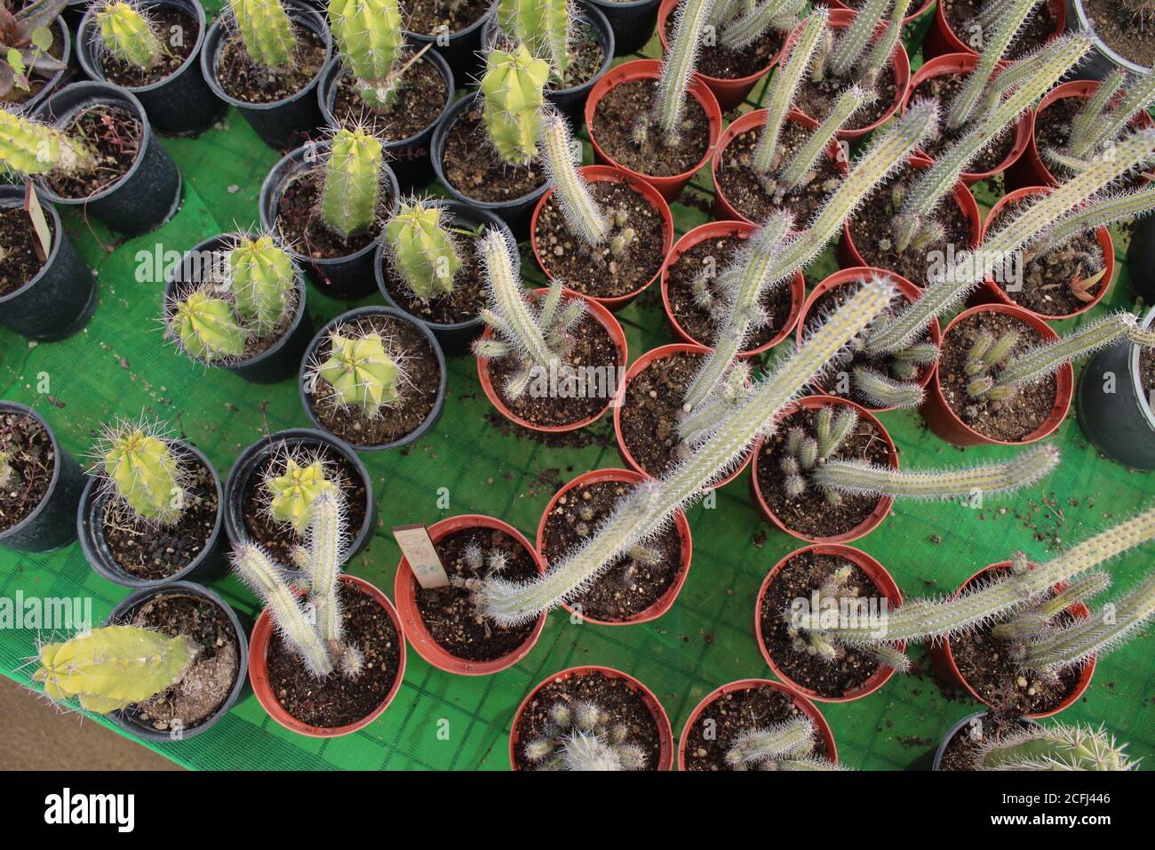 Different kind of Cactus. Stock Photo