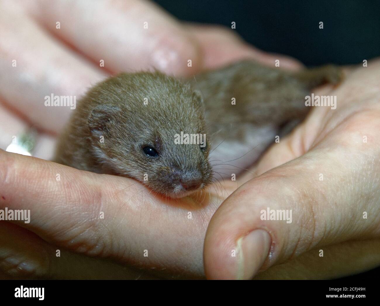 Weasel (Mustela nivalis) Juvenile orphan,in care. Stock Photo