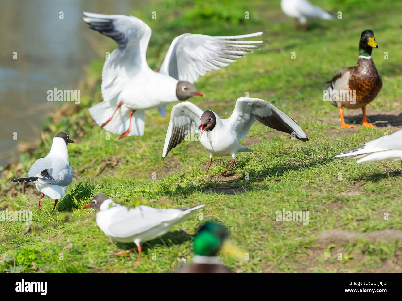 Black Headed Gulls (Chroicocephalus Ridibundus) in Summer plumage arguing with each other on the ground in West Sussex, England, UK. Stock Photo