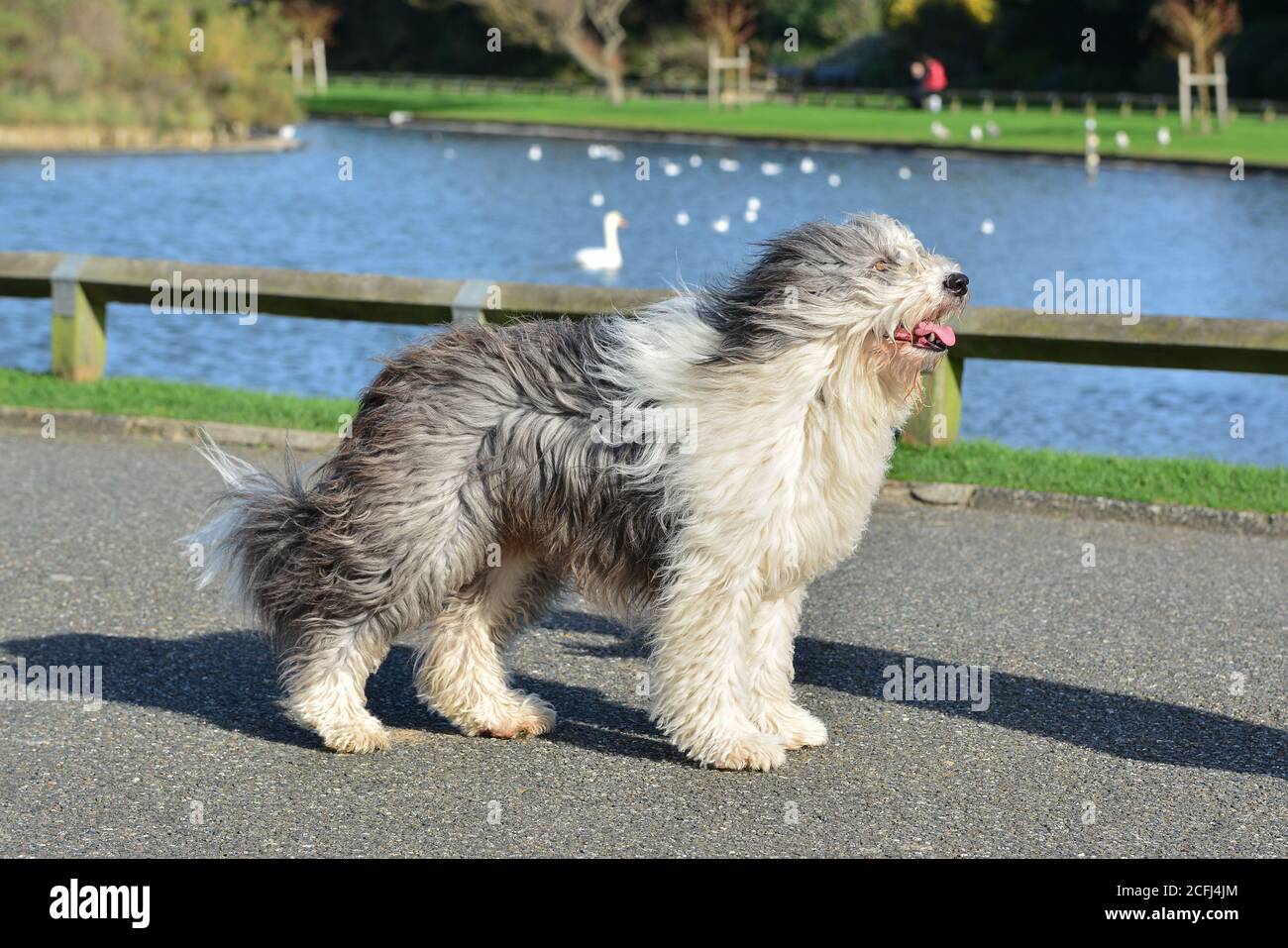 Old English Sheepdog crossed with Border Collie, female adult dog, side view, standing in the breeze in the UK. Dulux dog posing. Stock Photo