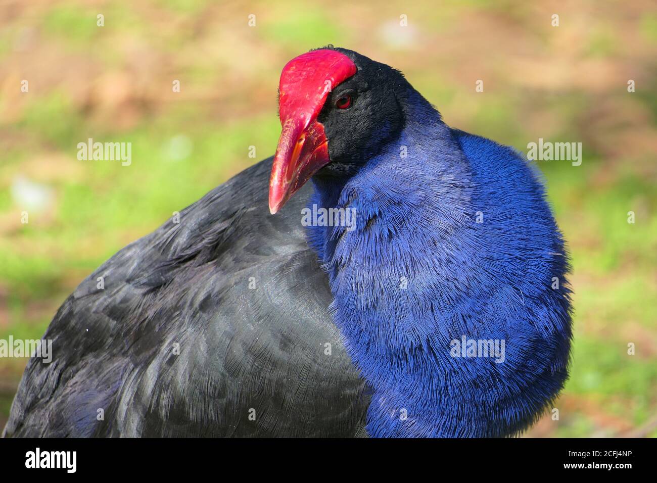 Close-up of the purple swamphen, also called pukeko Stock Photo