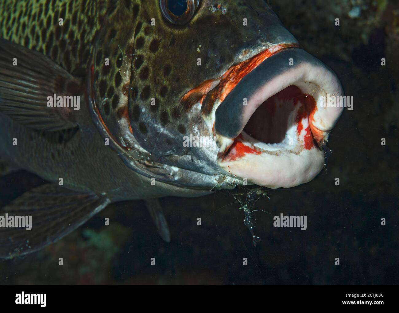 Harlequin Sweetlips, Plectorhinchus chaetodonoides, in cleaning station in a cave in Bathala, Ari Atoll, Indian Ocean, Maldives Stock Photo
