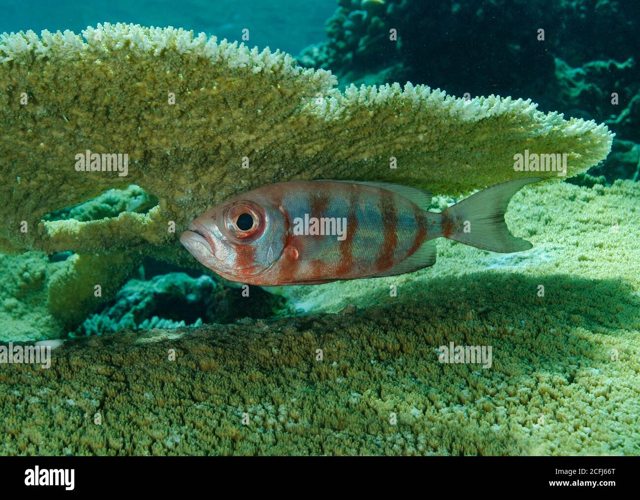 cresent-tail Bigeye, Priacanthus hamrur, on coral reef, Bathala island, Maldives Stock Photo