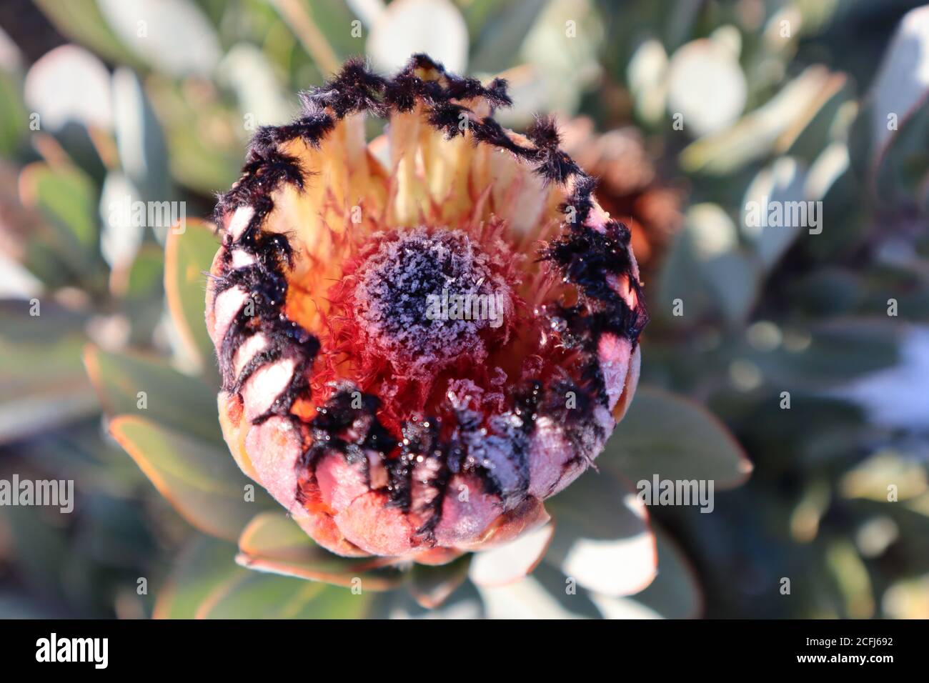 Protea Flower South Africa National Flower Stock Photo