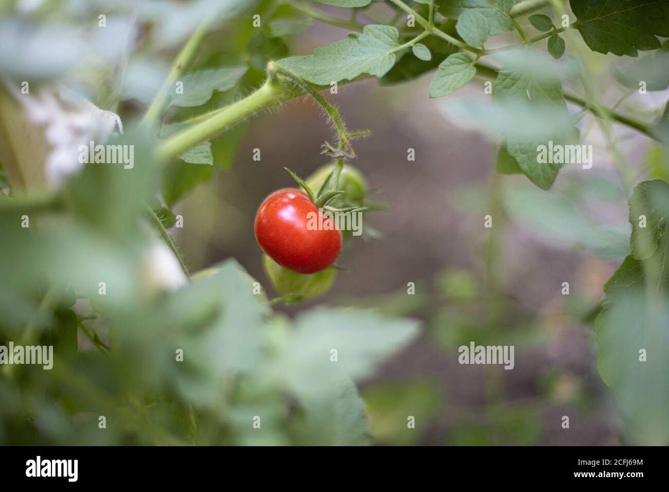 Ripe organic red tomatoes on a branch ready to harvest in the garden ...
