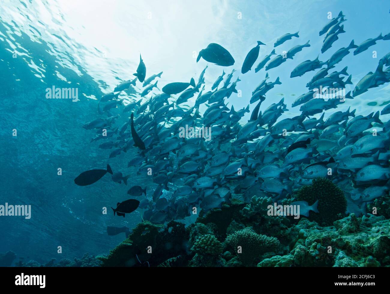 Shoal of Snubnose rudderfish, Kyphosus cinerascens, on top of coral reef, Maldives, Indian Ocean Stock Photo