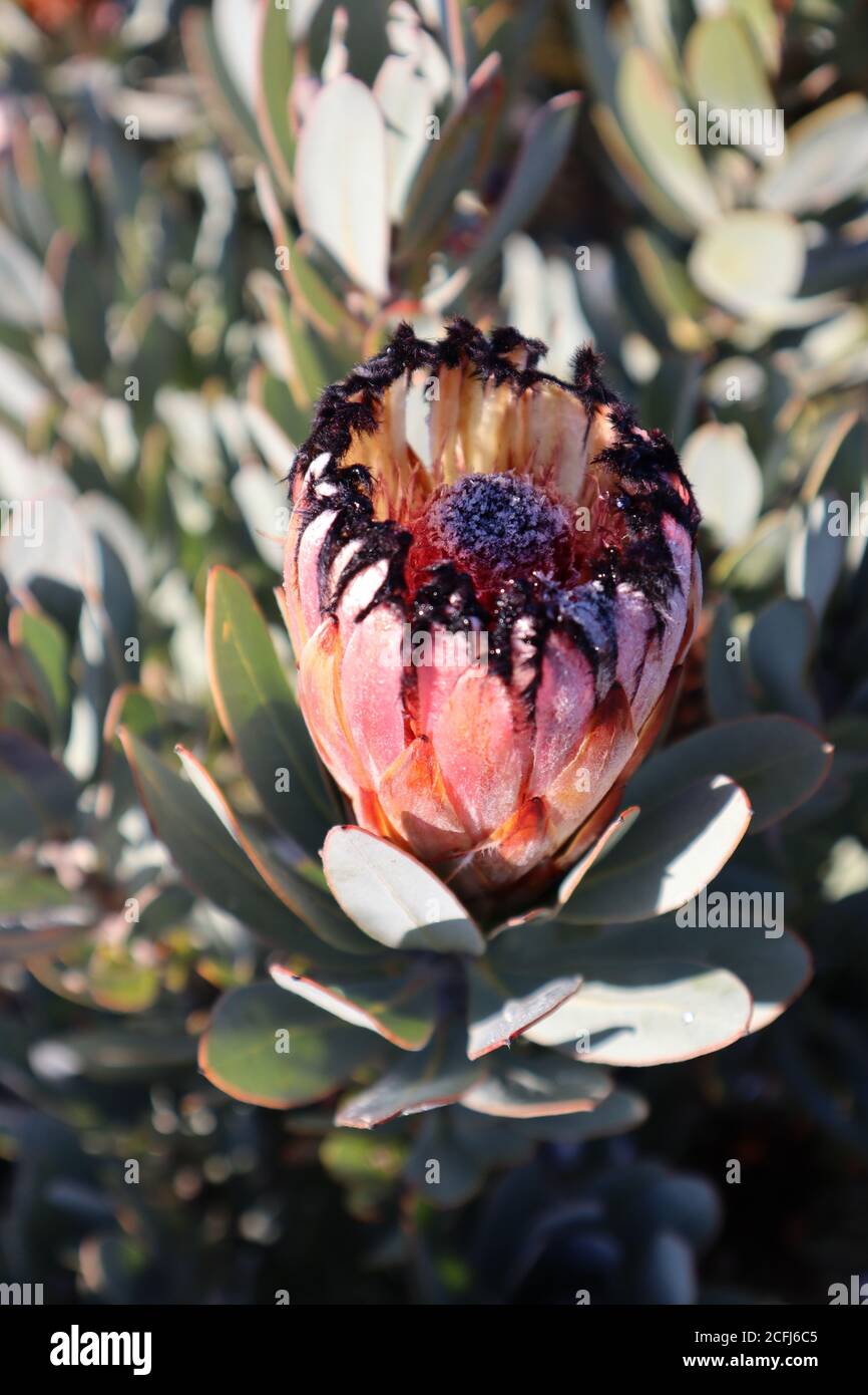 Protea Flower South Africa National Flower Stock Photo