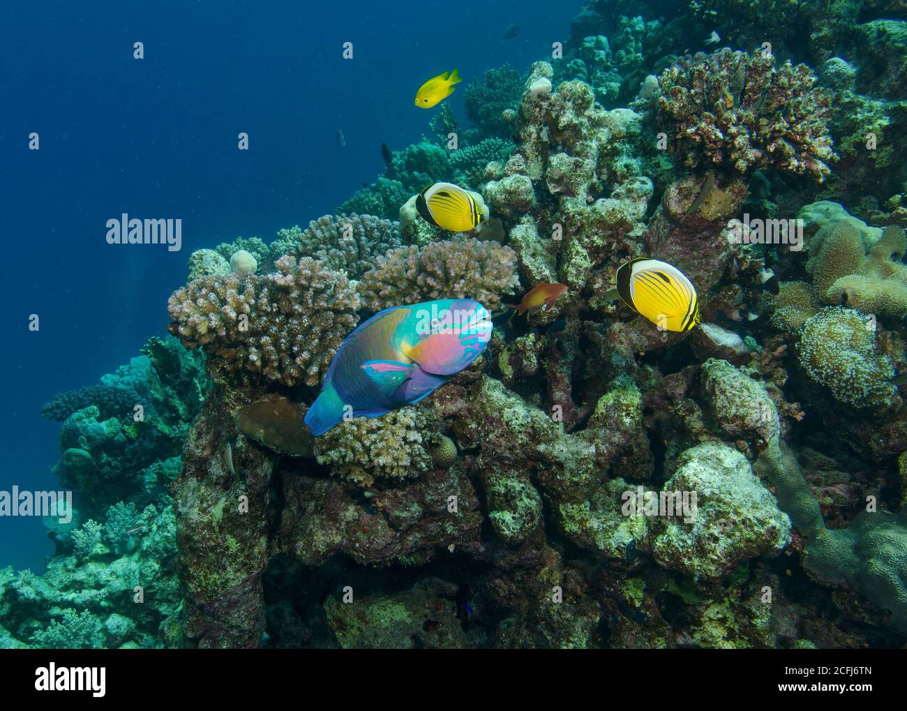 Rusty parrotfish, Scarus ferrugineus, with Blacktail or Exquisite butterflyfish, Chaetodon austriacus, on coral reef, Hamata, Red Sea, Egypt Stock Photo