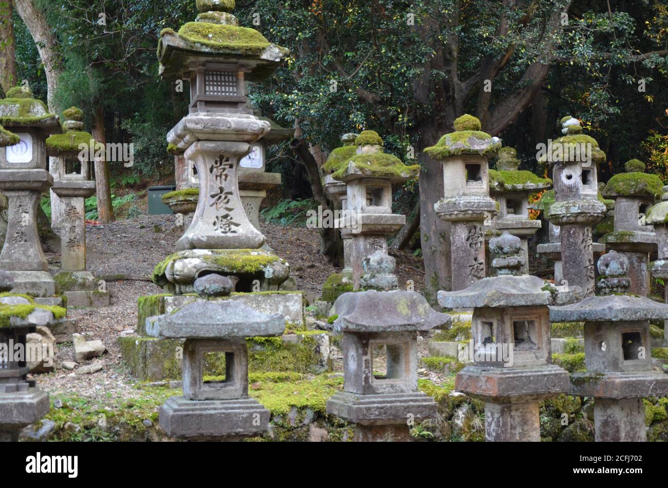 Stone lanterns with moss at Kasuga Taisha in the shrine, Nara, Japan Stock Photo
