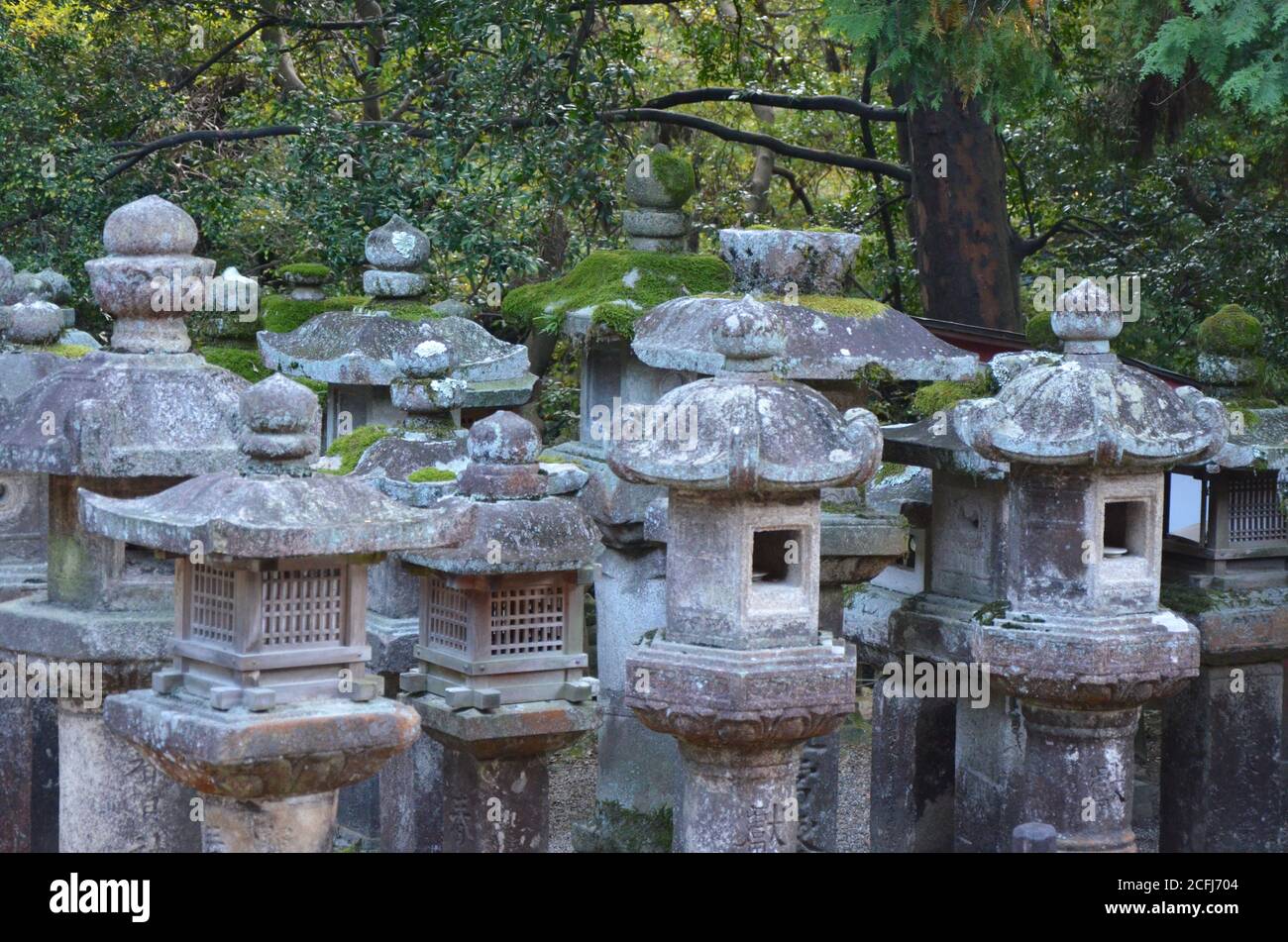 Stone lanterns with moss at Kasuga Taisha in the shrine, Nara, Japan Stock Photo