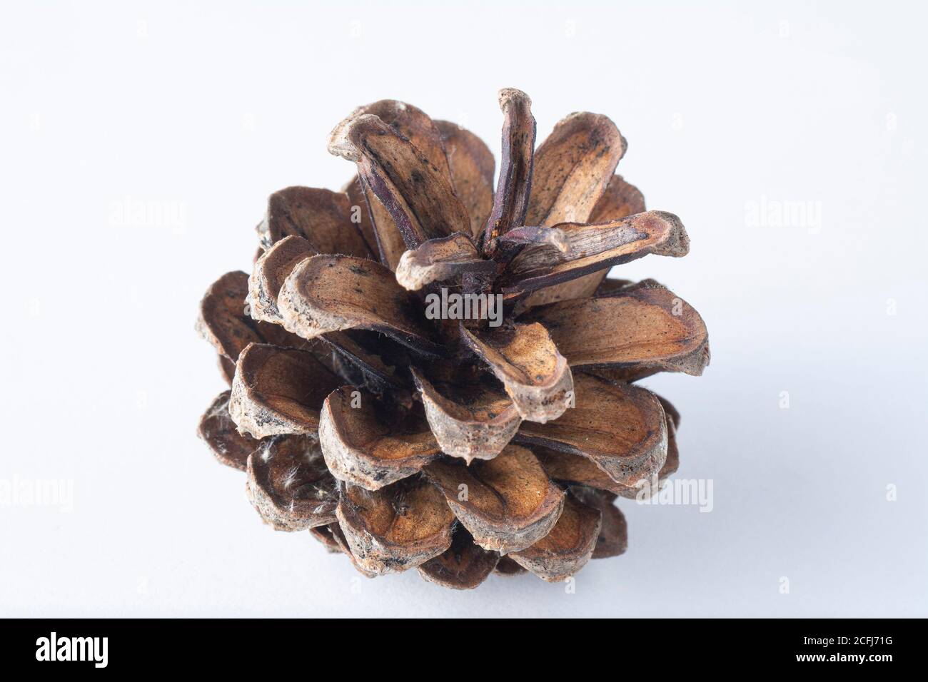 Open pine cone hi-res stock photography and images - Alamy