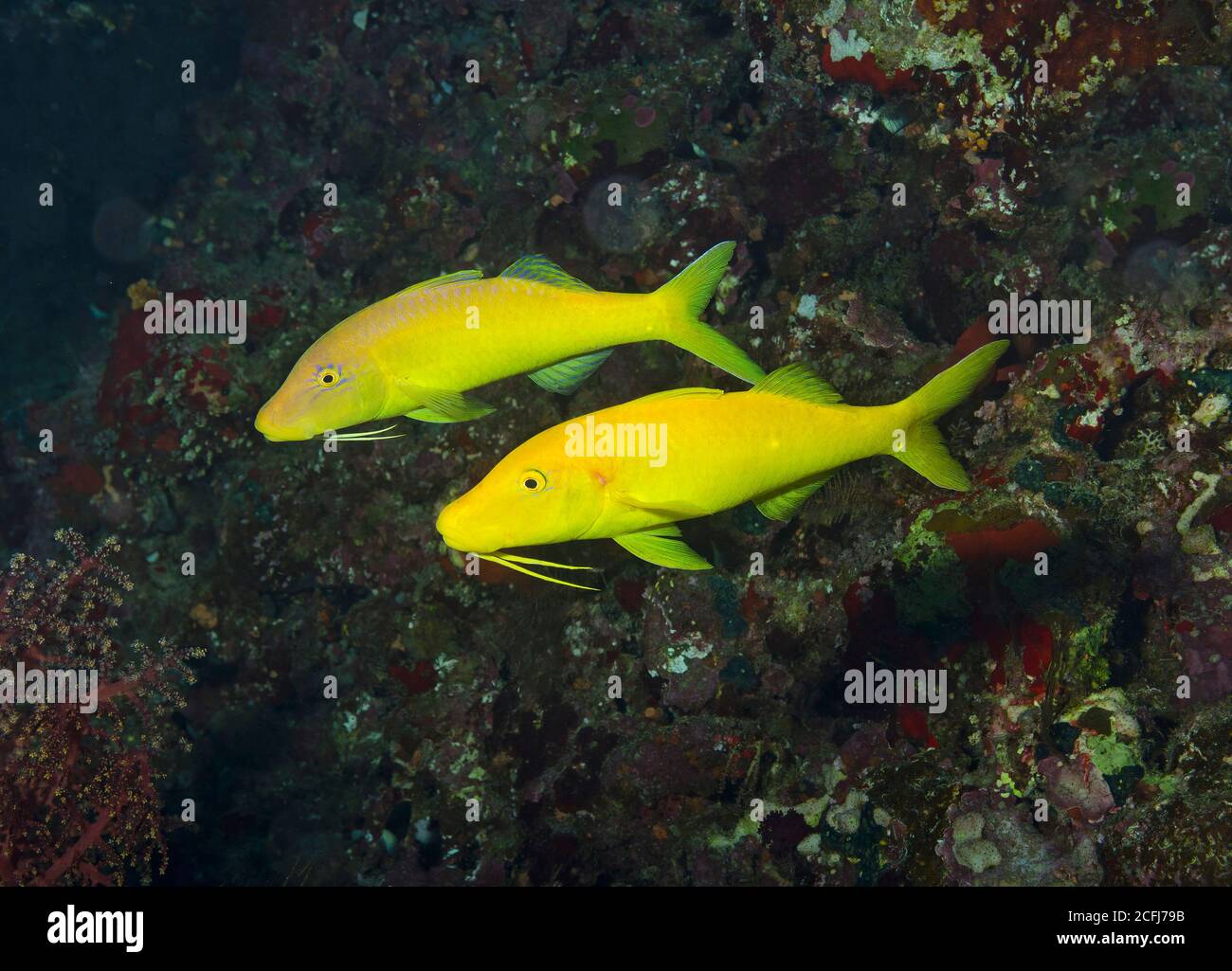 A pair of Yellowsaddle goatfish, Parupeneus cyclostomus, on reef in Hamata, Red Sea, Egypt Stock Photo