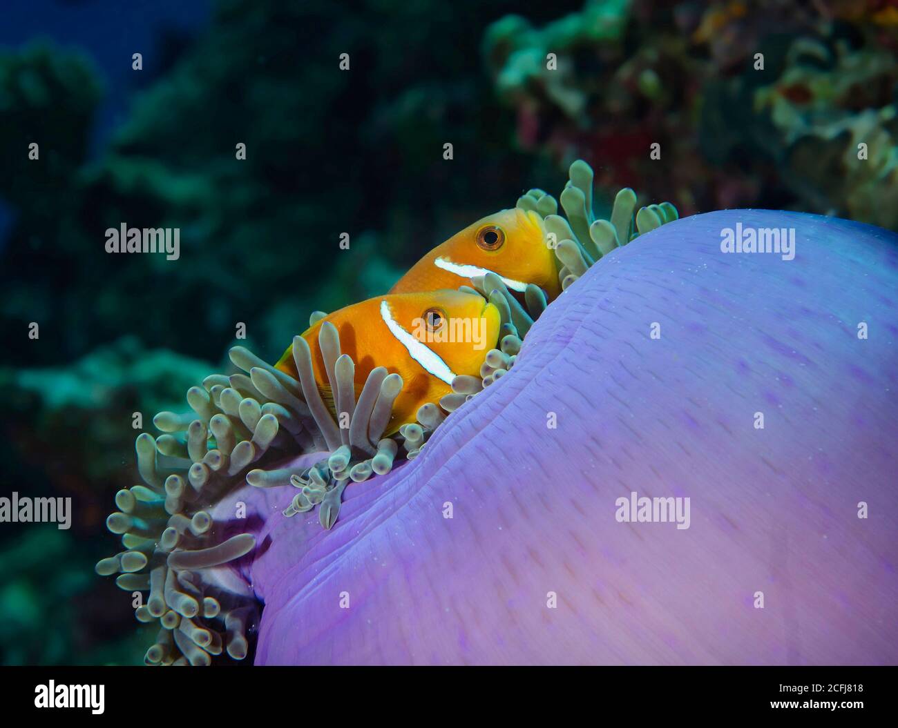 Maldives Anemonefish, Amphiprion nigripes, in magnificent anenome, Bathala island, Ari Atoll, Maldives Stock Photo