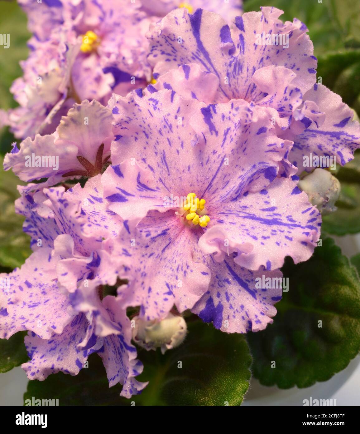Violet Porteous Violets exhibition hi-res stock photography and images - Alamy