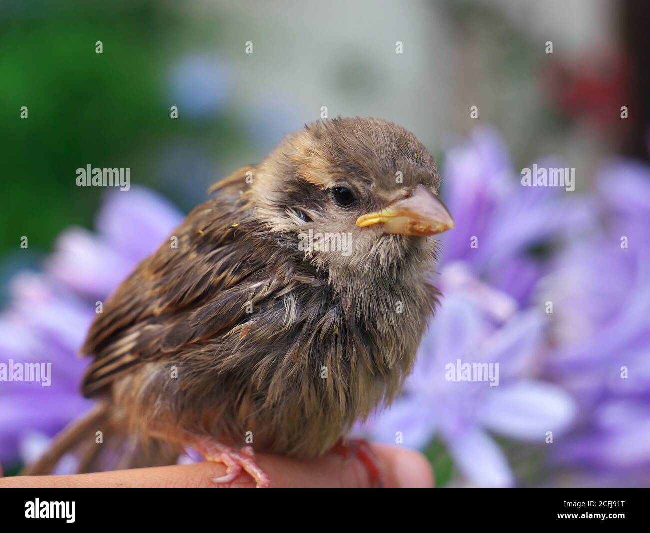Close-up of a baby sparrow with an agapante blue flower in the background. Stock Photo