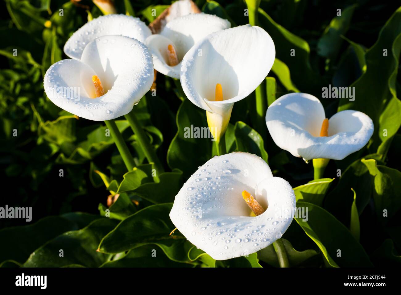 beautiful white Calla lily with dewdrops closeup, the Jhuzihu of