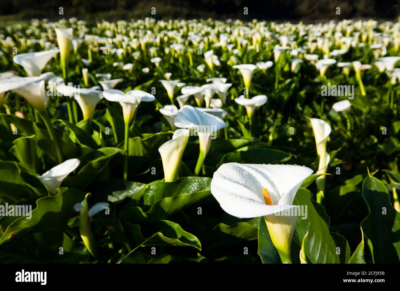 beautiful white Calla lily with dewdrops closeup, the Jhuzihu of
