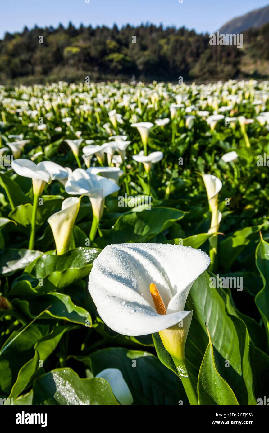 beautiful white Calla lily with dewdrops closeup, the Jhuzihu of