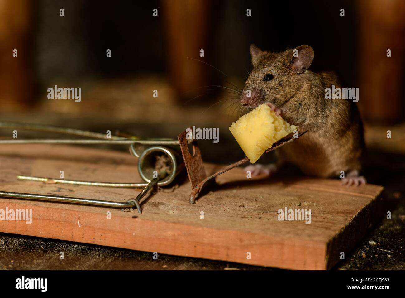 A Victor mouse trap baited with peanut butter isolated on white Stock Photo  - Alamy