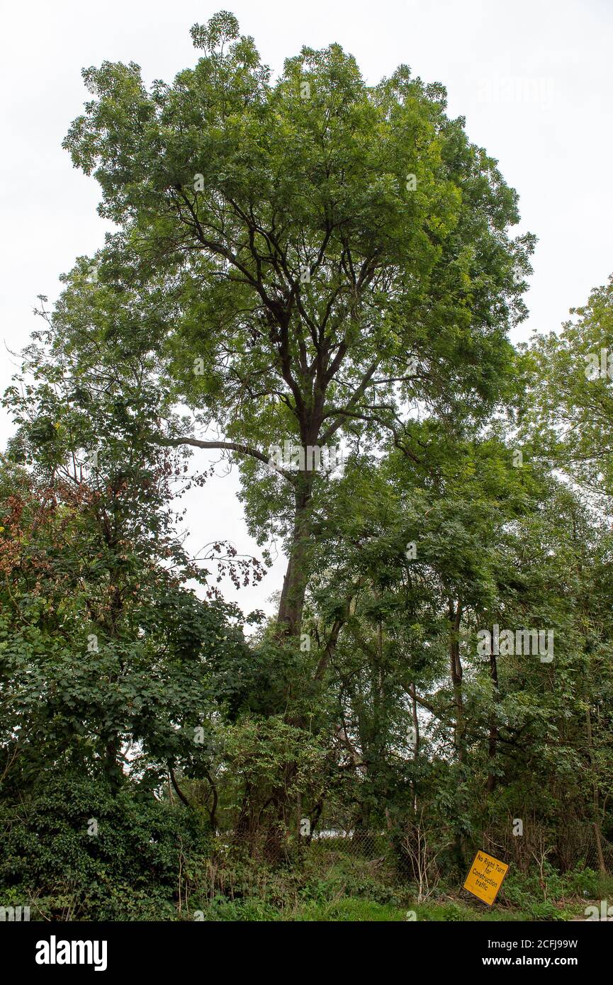 Harefield, Uxbridge, Middlesex, UK. 4th September, 2020. A vulnerable tree near to an  HS2 site. HS2 have now taken possession of the Broadwater Lake nature reserve for construction of the controversial HS2 High Speed Rail Link and access to the lakes can no longer be guaranteed. The Wildlife Trusts state that 'there are possible plans to realign the River Colne, a valuable chalk river. If this goes ahead multiple species could be affected from fish, invertebrates and specialised plants to Daubenton’s bats that hunt along the river line'. Credit: Maureen McLean/Alamy Stock Photo