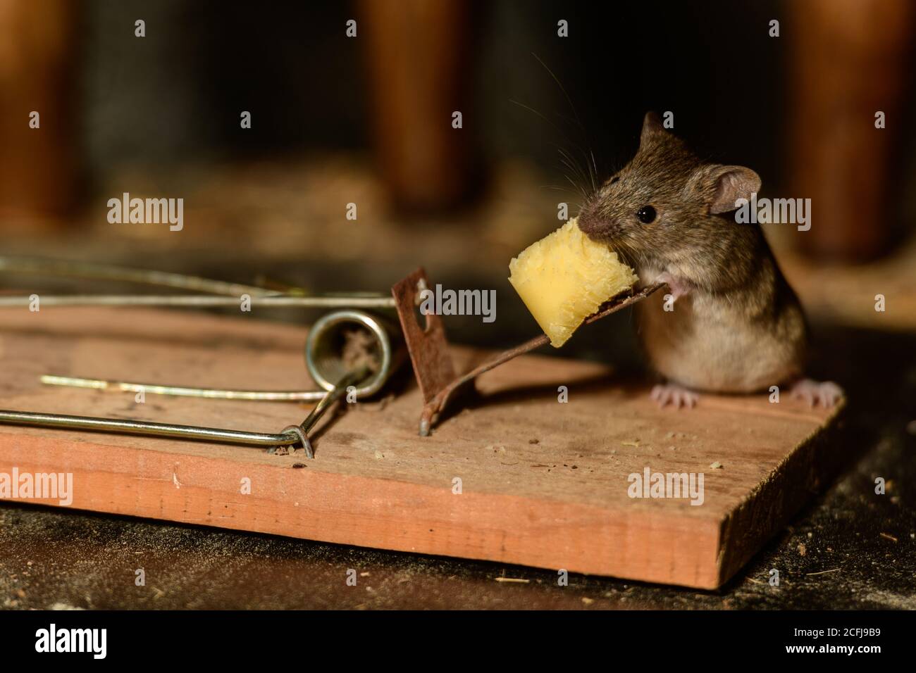 https://c8.alamy.com/comp/2CFJ9B9/autumn-or-fall-and-the-mice-come-in-from-the-coldand-the-trap-is-set-2CFJ9B9.jpg