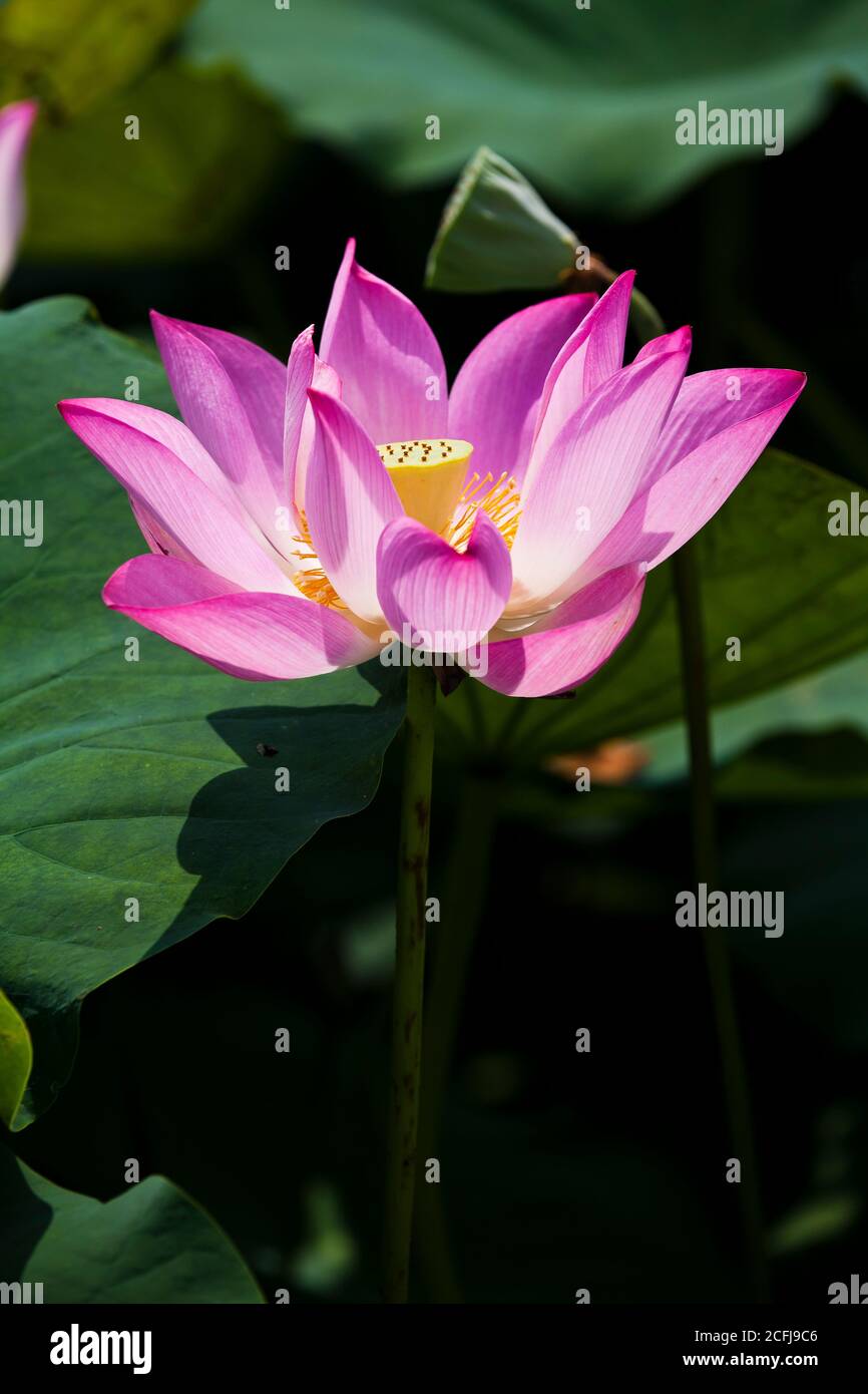 Beautiful Lotus Flower In The Garden Stock Photo Alamy