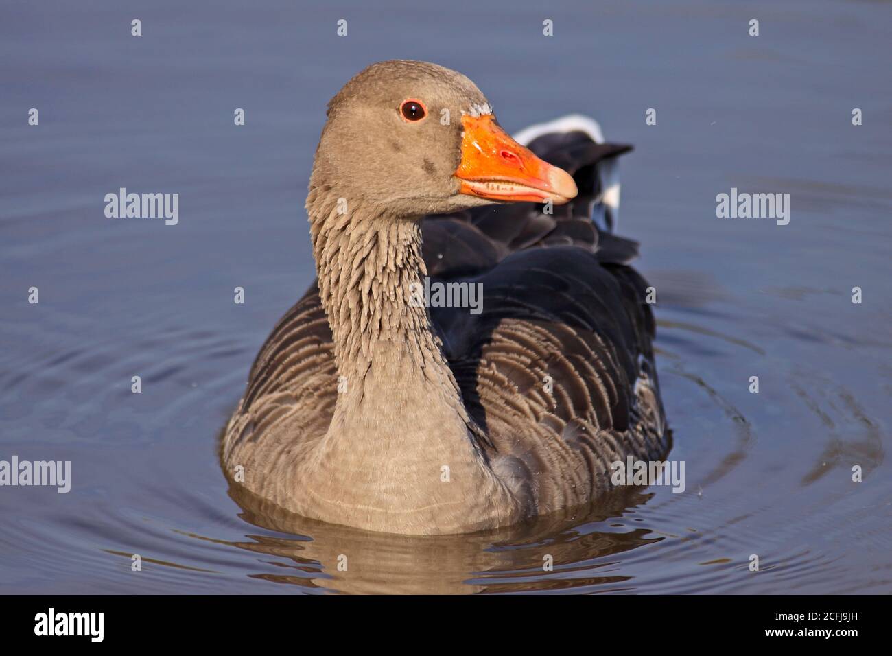 Greylag Goose (anser anser) Stock Photo