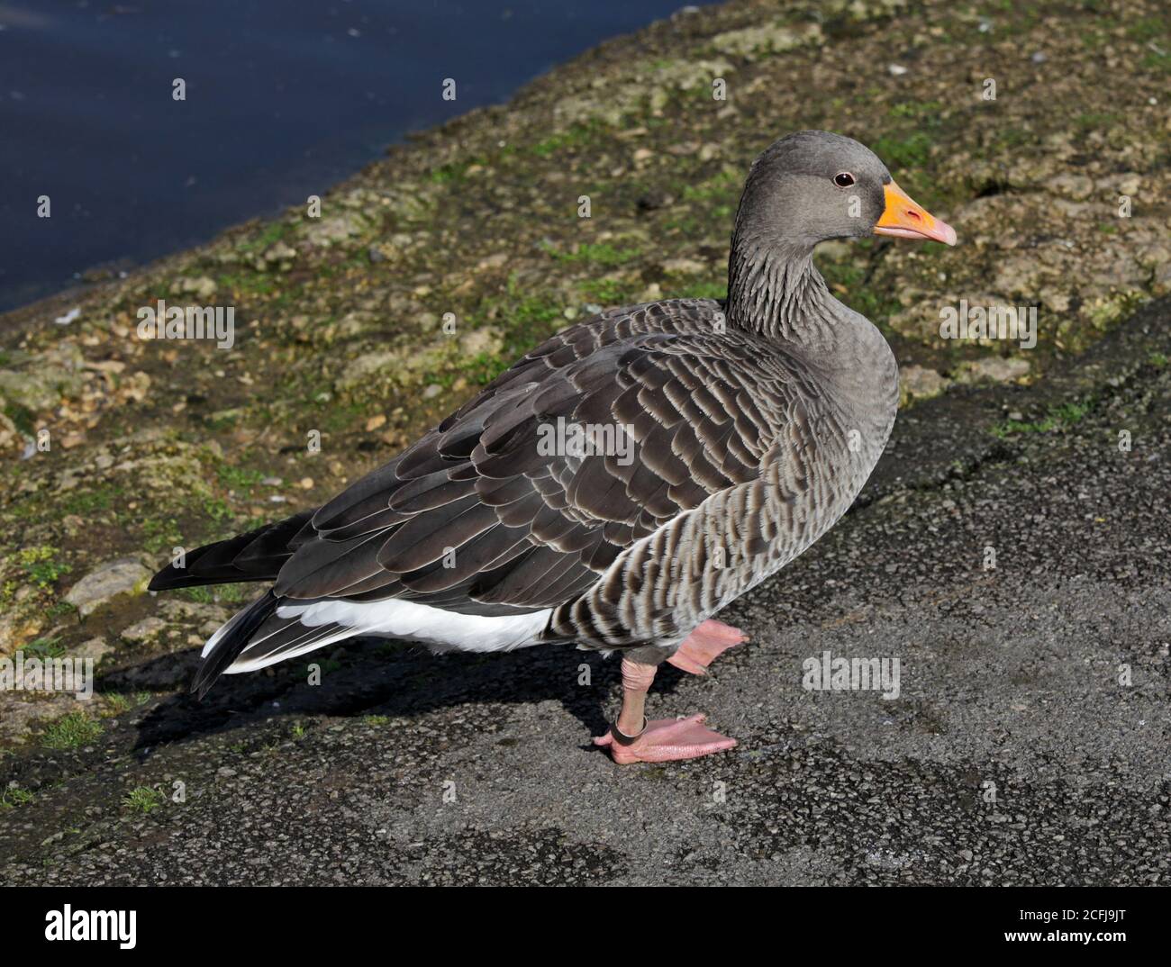 Greylag Goose (anser anser) Stock Photo